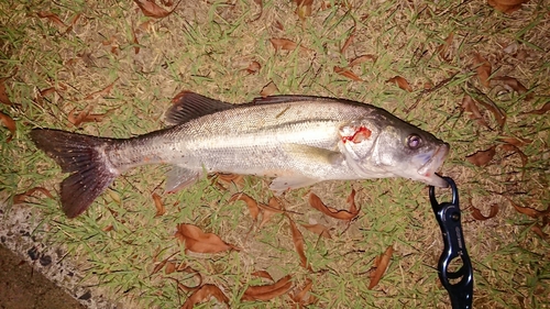 スズキの釣果