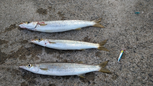 カマスの釣果