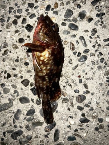 カサゴの釣果