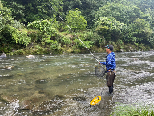 アユの釣果