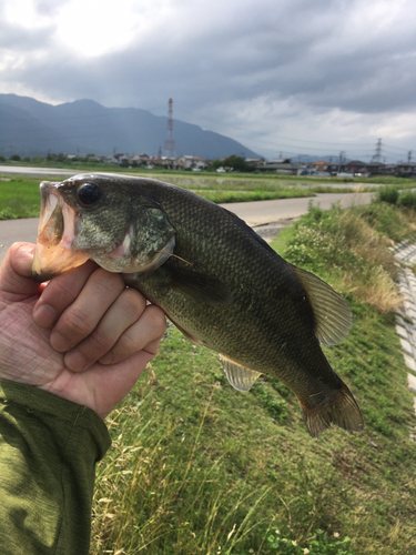 ラージマウスバスの釣果