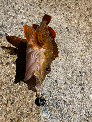 カサゴの釣果