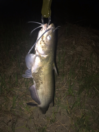 アメリカナマズの釣果