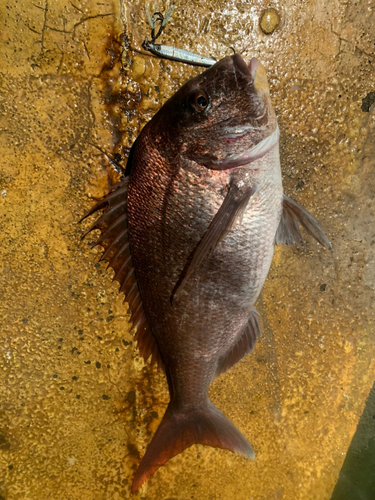 マダイの釣果