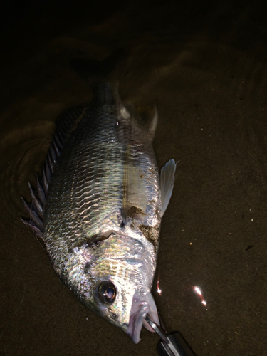 キビレの釣果