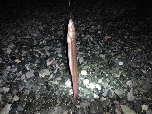 アナゴの釣果