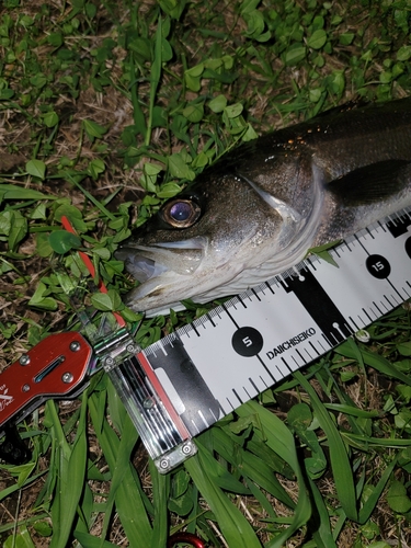 フッコ（タイリクスズキ）の釣果