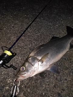 ヒラスズキの釣果