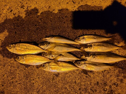 アジの釣果