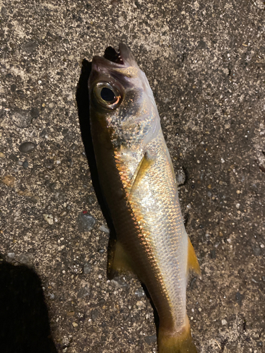 ムツの釣果