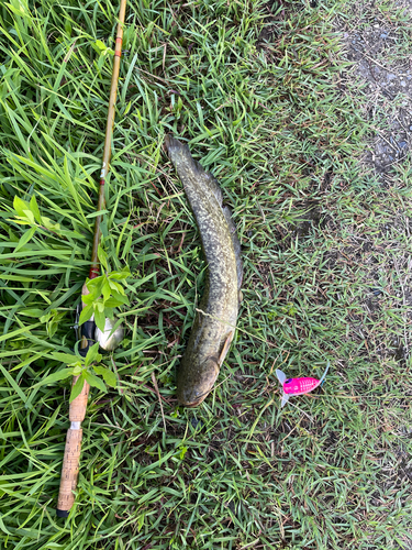 ナマズの釣果