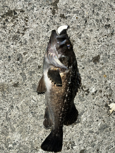 クロソイの釣果