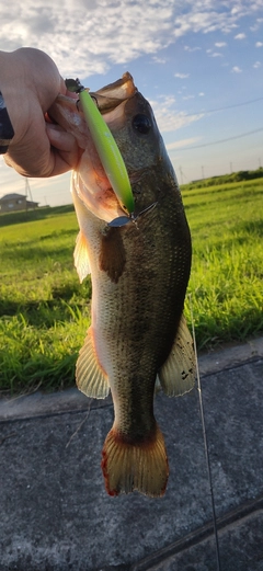 ブラックバスの釣果