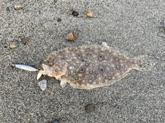 タマガンゾウビラメの釣果