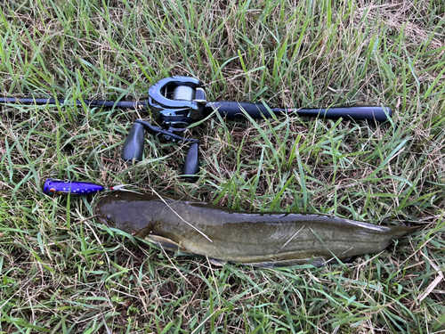 マナマズの釣果