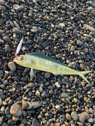 シイラの釣果