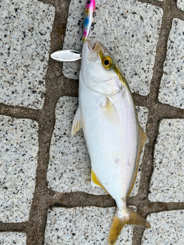 ショゴの釣果