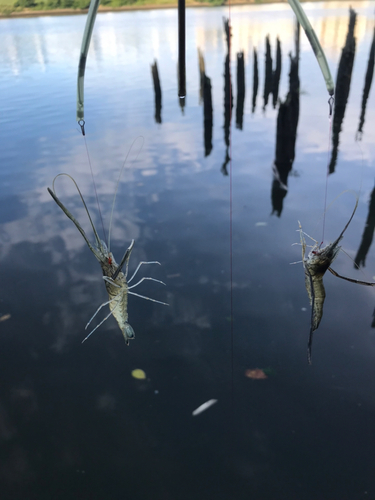 テナガエビの釣果