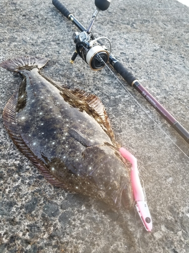 ヒラメの釣果