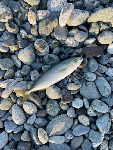 ワカシの釣果