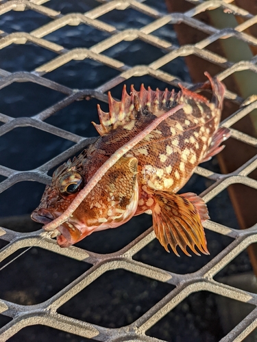 カサゴの釣果