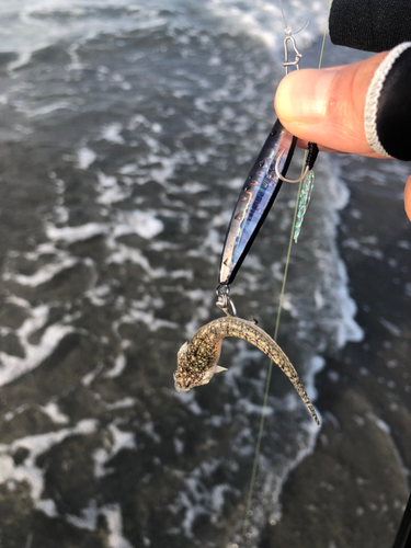 メゴチの釣果