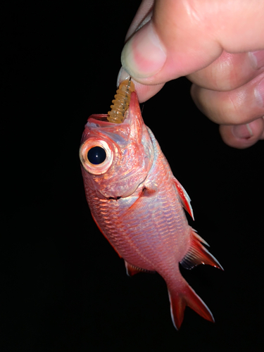 チャリコの釣果