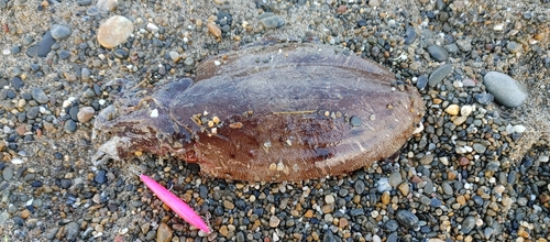 カミナリイカの釣果