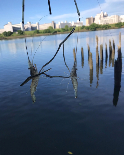 テナガエビの釣果