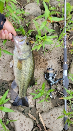 ブラックバスの釣果