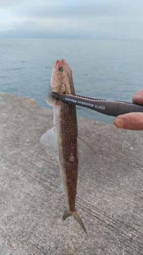 エソの釣果