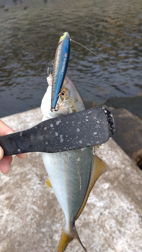 カンパチの釣果