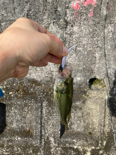 ラージマウスバスの釣果