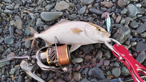 ショゴの釣果