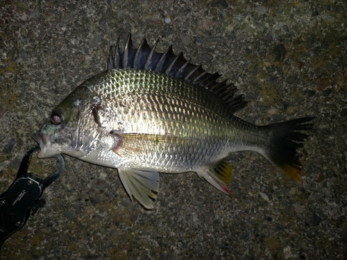 キビレの釣果