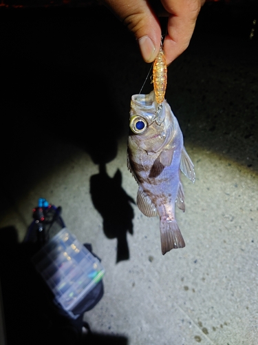 シロメバルの釣果