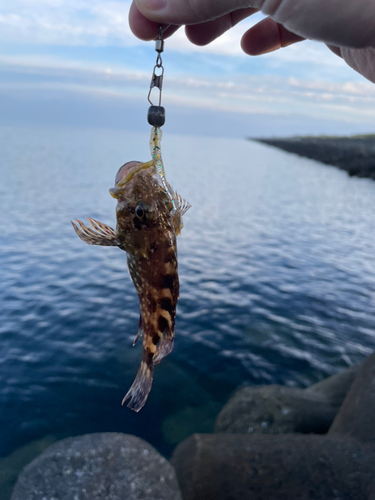 タケノコメバルの釣果