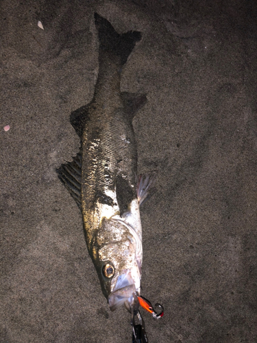 スズキの釣果