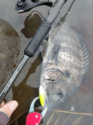 チヌの釣果