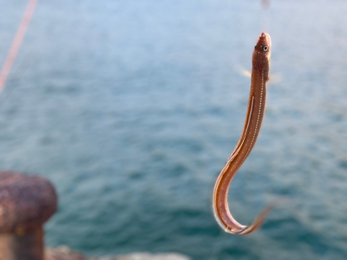 アナゴの釣果