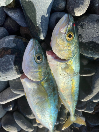 ワカシの釣果