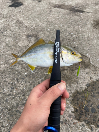 カンパチの釣果