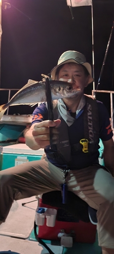 マアジの釣果