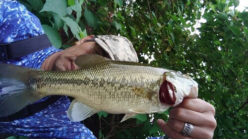 ブラックバスの釣果