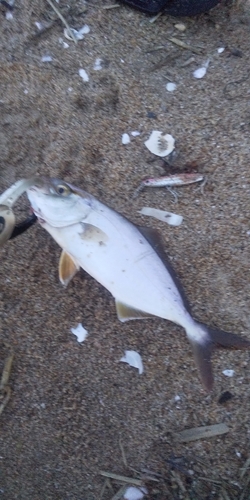 ショゴの釣果