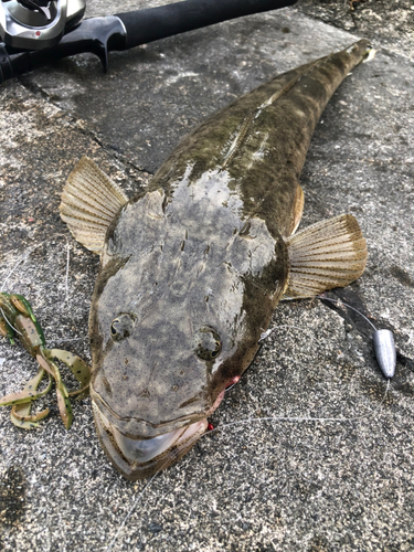 ミナミマゴチの釣果