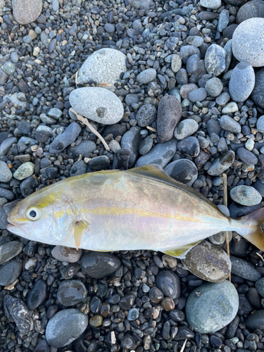 ショゴの釣果