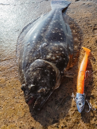 ヒラメの釣果