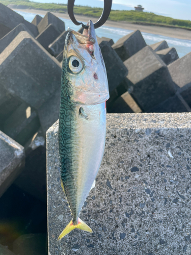 サバの釣果