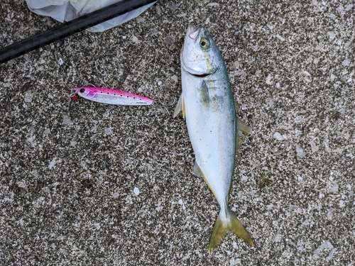 ワカナゴの釣果